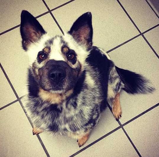 Природа пошутила: 15 собак, получивших удивительный окрас (ФОТО)