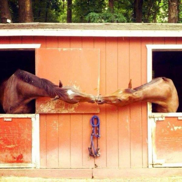 25 улётных фотографий, которые сделаны в подходящий момент (ФОТО)