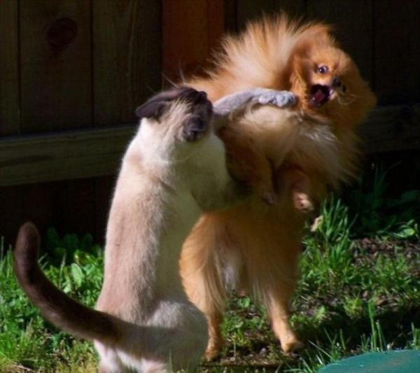 25 улётных фотографий, которые сделаны в подходящий момент (ФОТО)