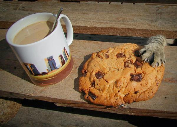 25 улётных фотографий, которые сделаны в подходящий момент (ФОТО)