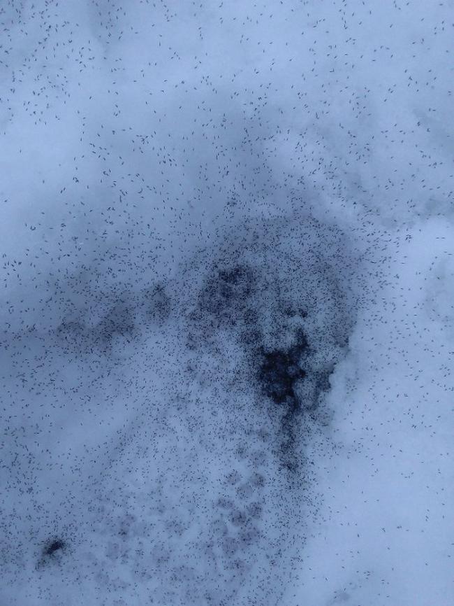 Российские города атаковали снежные блохи (ФОТО)