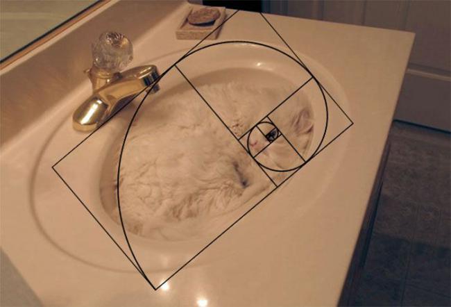 Математическая точка зрения. 13 снимков, доказывающих, что кошки идеальны во всем (ФОТО)