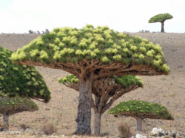 Восхитительные снимки уязвимого архипелага Сокотра (ФОТО)