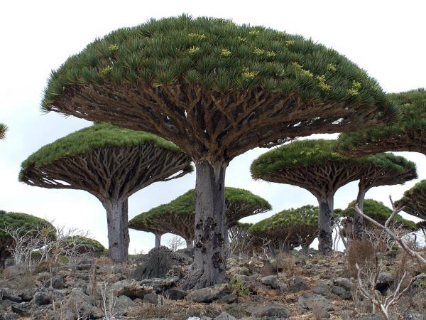 Восхитительные снимки уязвимого архипелага Сокотра (ФОТО)