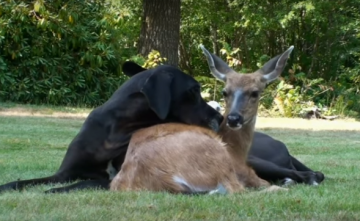 В мире животных: Нежная дружба между собакой и оленем (ВИДЕО)