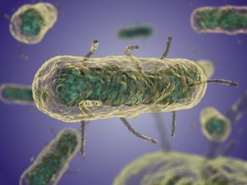 Найдена новая бактерия, вызывающая страшную болезнь