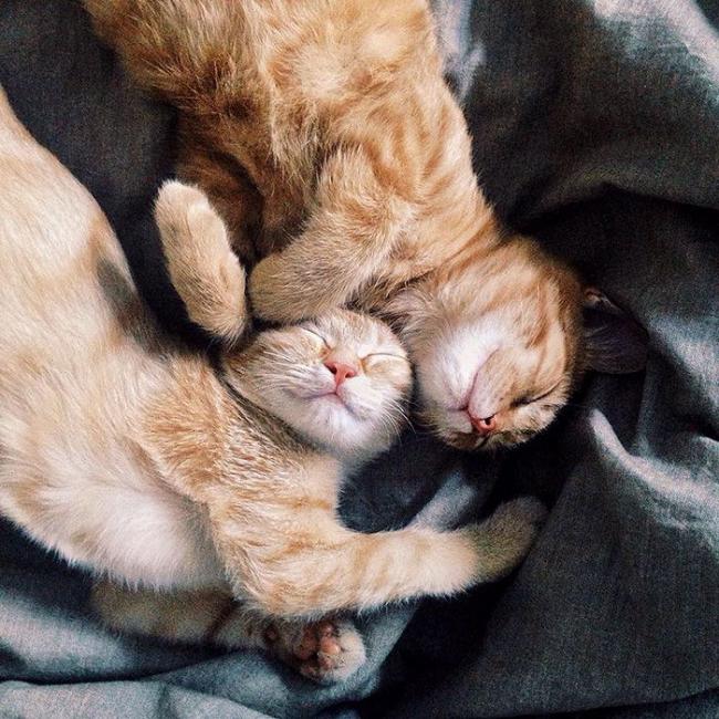 Приключения двух котов, которые никогда не расставались (ФОТО)