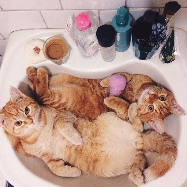 Приключения двух котов, которые никогда не расставались (ФОТО)