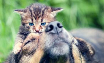 Ученые сравнили уровень любви к хозяевам у кошек и собак