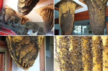 Необычный музей пчел в Испании (ФОТО)