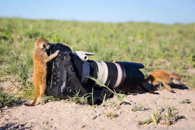 15 животных, которые в прошлой жизни были фотографами (ФОТО)