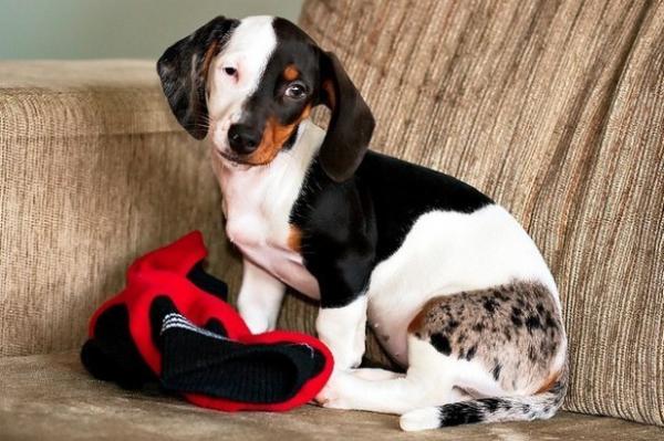 Природа пошутила: 15 собак, получивших удивительный окрас (ФОТО)