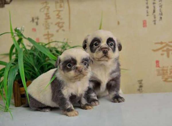 Природа пошутила: 15 собак, получивших удивительный окрас (ФОТО)