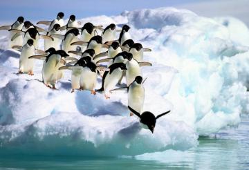 Гигантский айсберг стал причиной гибели пингвинов в Антарктиде