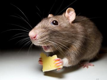 Ученые выяснили, какие фильмы любят смотреть мыши