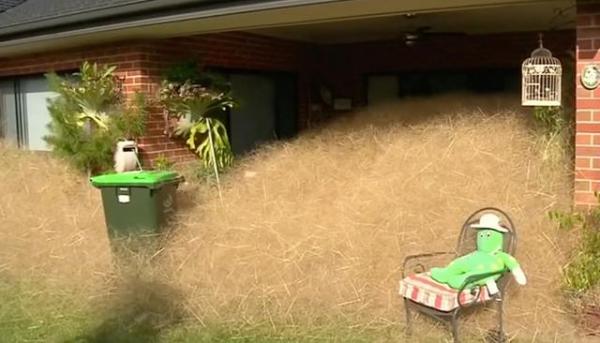 Австралийский город захватила «волосатая паника» (ФОТО)