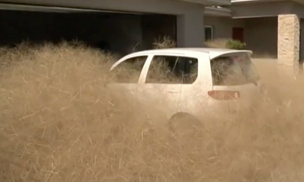 Австралийский город захватила «волосатая паника» (ФОТО)