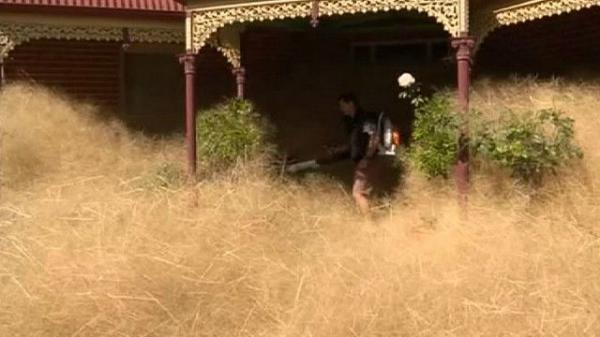 Австралийский город захватила «волосатая паника» (ФОТО)