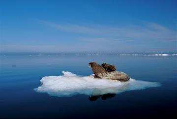 В Антарктиде зафиксирован температурный рекорд