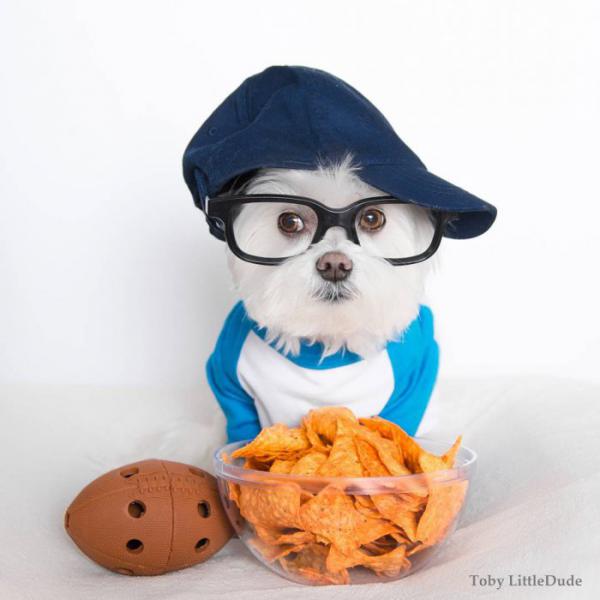 Очаровательный щенок по кличке Тоби стал новой звездой социальной сети Instagram (ФОТО)