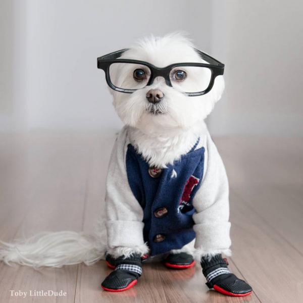 Очаровательный щенок по кличке Тоби стал новой звездой социальной сети Instagram (ФОТО)