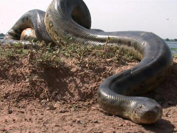 Самая большая змея на свете поймана в Бразилии (ВИДЕО)