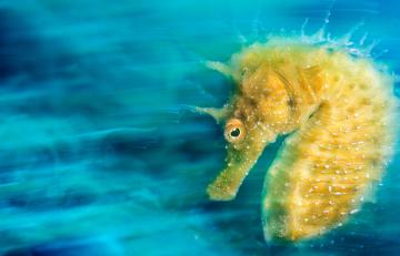 Красота подводного мира: объявлены победители престижного фотоконкурса (ФОТО)