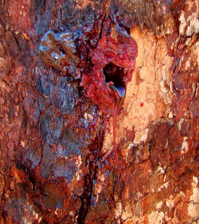Дикий тик – удивительное «кровавое» дерево (ФОТО)