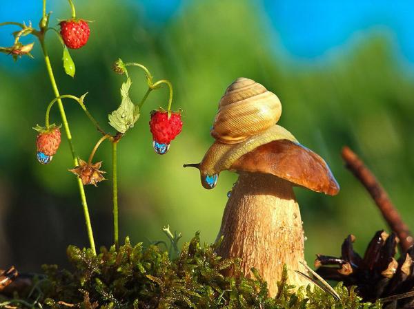 “Сказка природы”:  трогательный проект фотографа  из Украины (ФОТО)