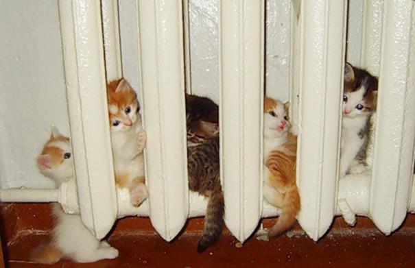 20 кошек, которые любят тепло больше, чем кто-либо (ФОТО)