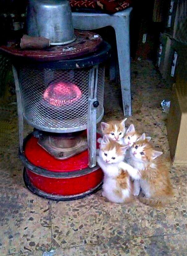 20 кошек, которые любят тепло больше, чем кто-либо (ФОТО)