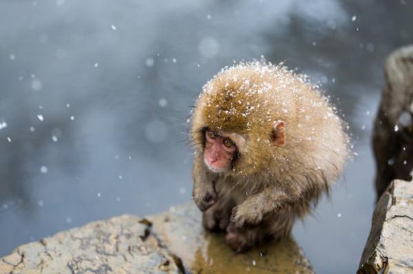 Стали известны все финалисты престижного фотоконкурса “Smithsonian Annual Photo Contest” (ФОТО)