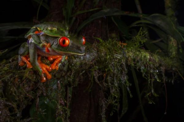 Стали известны все финалисты престижного фотоконкурса “Smithsonian Annual Photo Contest” (ФОТО)