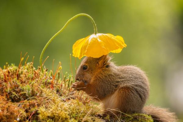 Стали известны все финалисты престижного фотоконкурса “Smithsonian Annual Photo Contest” (ФОТО)
