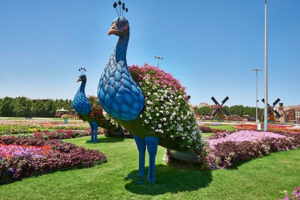 Цветочное великолепие чудо-парка в Дубае (ФОТО)