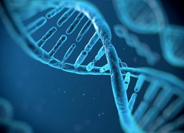 Вирусные «окаменелости» в нашей ДНК помогают бороться с инфекциями