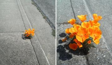 Удивительные фотографии о том, что природа сильнее всего (ФОТО)