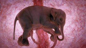Как выглядят животные в утробе матери (ФОТО)