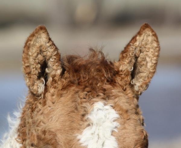 Лошади в кудряшках: 10 снимков грациозных плюшевых скакунов (ФОТО) Лошади в кудряшках: 10 снимков грациозных плюшевых скакунов (ФОТО)