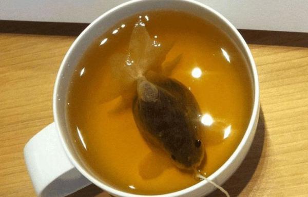 Чайные пакетики, превращающиеся в чашке в золотых рыбок (ФОТО)