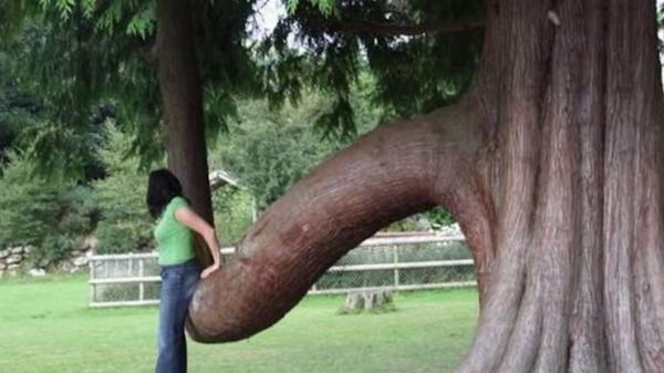 Это не то, что вы подумали! 15 провокационных снимков (ФОТО)