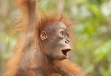 Реакция бабуина на фокус туриста стала хитом Сети (ВИДЕО)