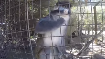 Обезьяна украла камеру и сняла ролик о жизни в зоопарке (ВИДЕО)