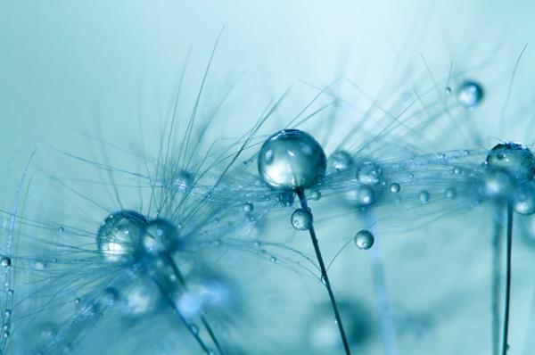 Природа в макросъемке. Неповторимые работы фотографа с Британии (ФОТО)