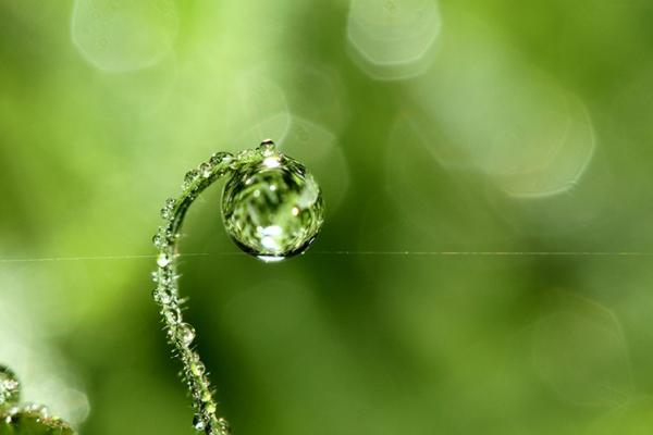 Природа в макросъемке. Неповторимые работы фотографа с Британии (ФОТО)