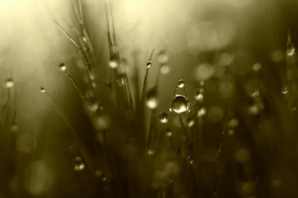 Природа в макросъемке. Неповторимые работы фотографа с Британии (ФОТО)