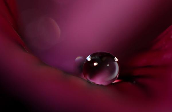 Природа в макросъемке. Неповторимые работы фотографа с Британии (ФОТО)