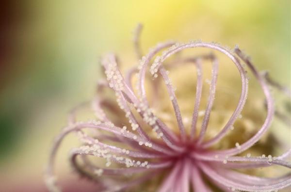 Природа в макросъемке. Неповторимые работы фотографа с Британии (ФОТО)