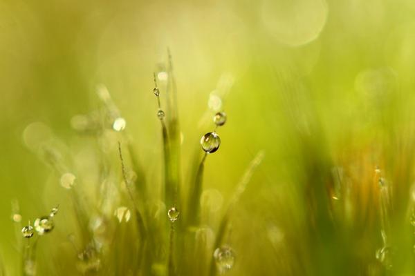 Природа в макросъемке. Неповторимые работы фотографа с Британии (ФОТО)