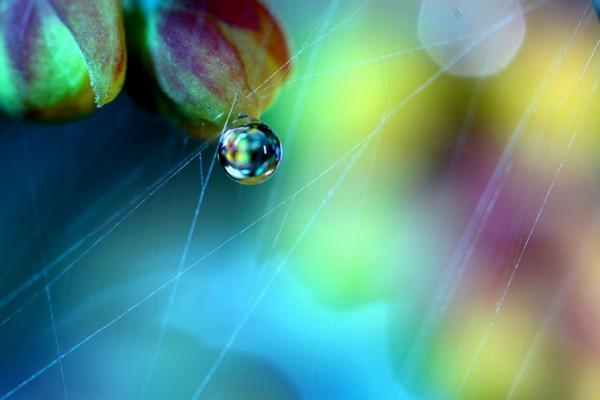 Природа в макросъемке. Неповторимые работы фотографа с Британии (ФОТО)